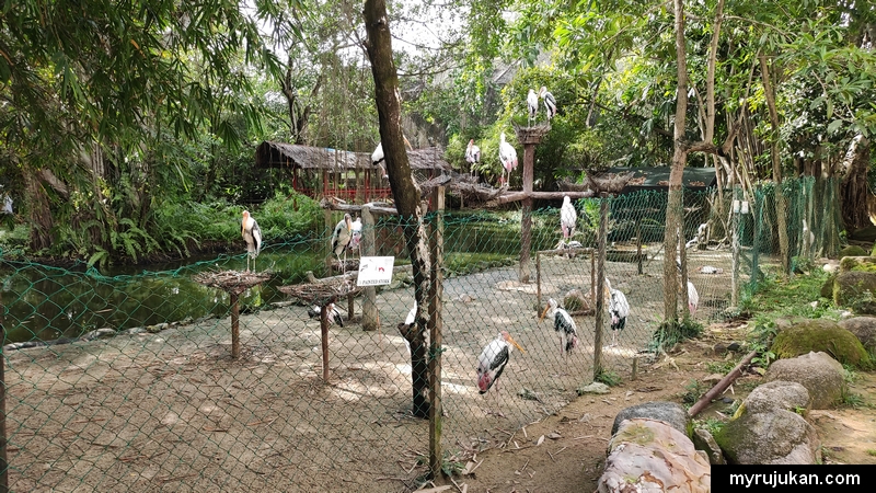Burung Flamingo lawa lawa kat Taman Burung Penang ni