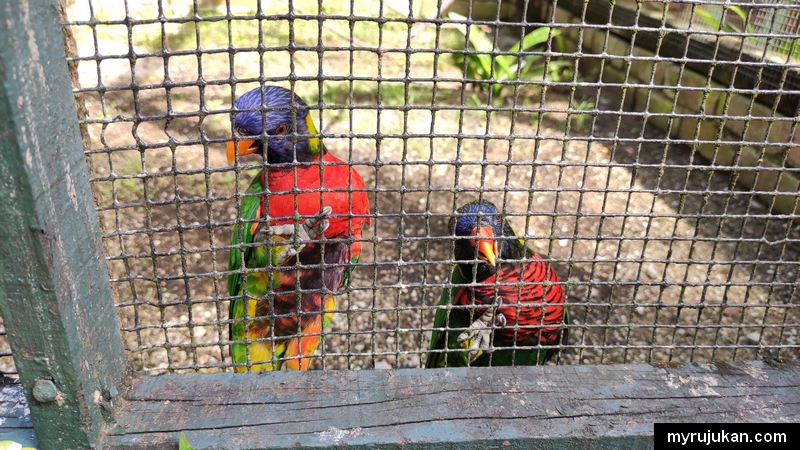 Spesis burung yang ada di Taman Burung Pulau Pinang